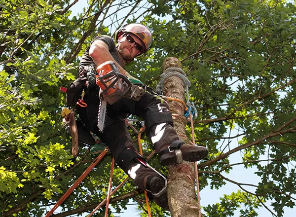 Tree Removal Services
