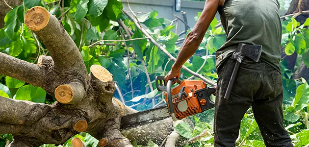 Tree Removal Services