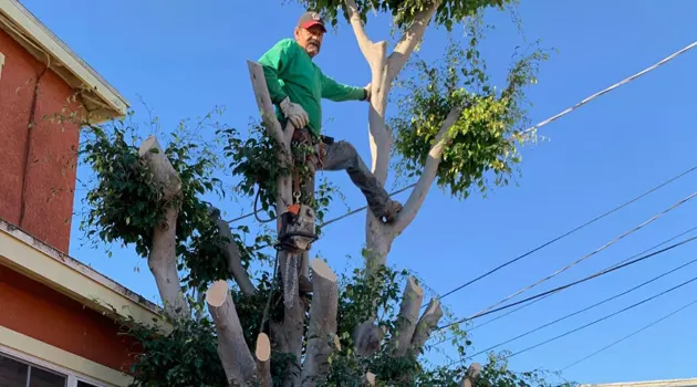 Tree Service Miami